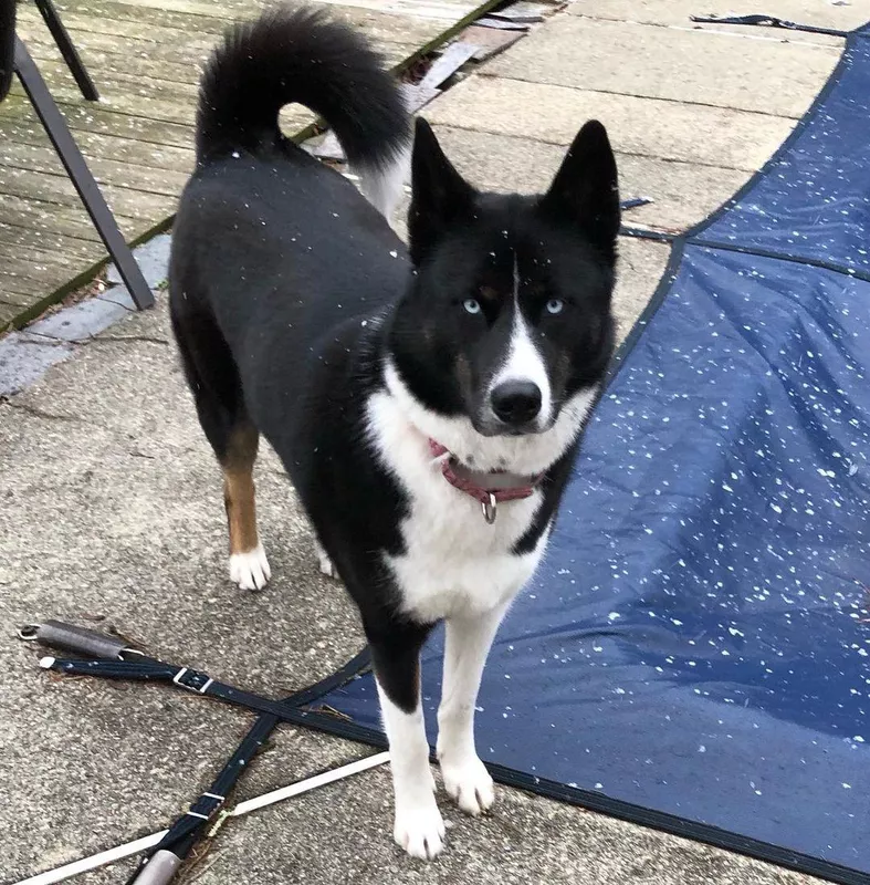 Fun Fact: Husky Akita Mix