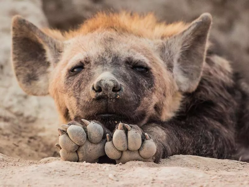 Hyena