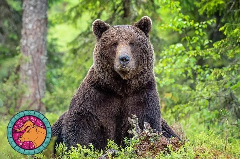 Grizzly Bear