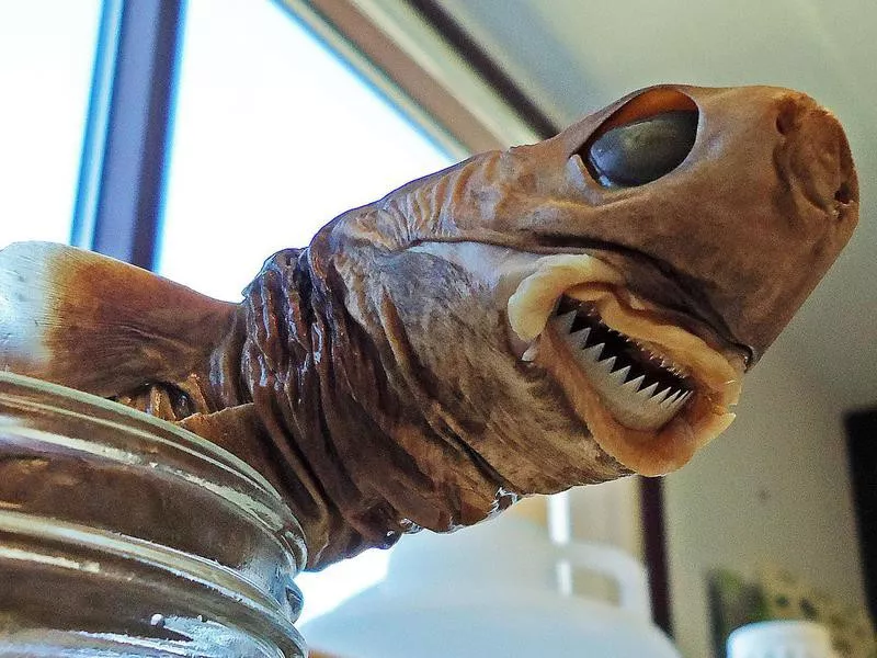 Cookiecutter shark