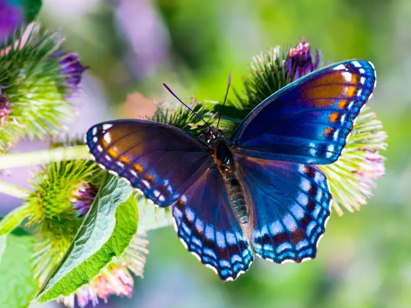Red Spotted Admiral