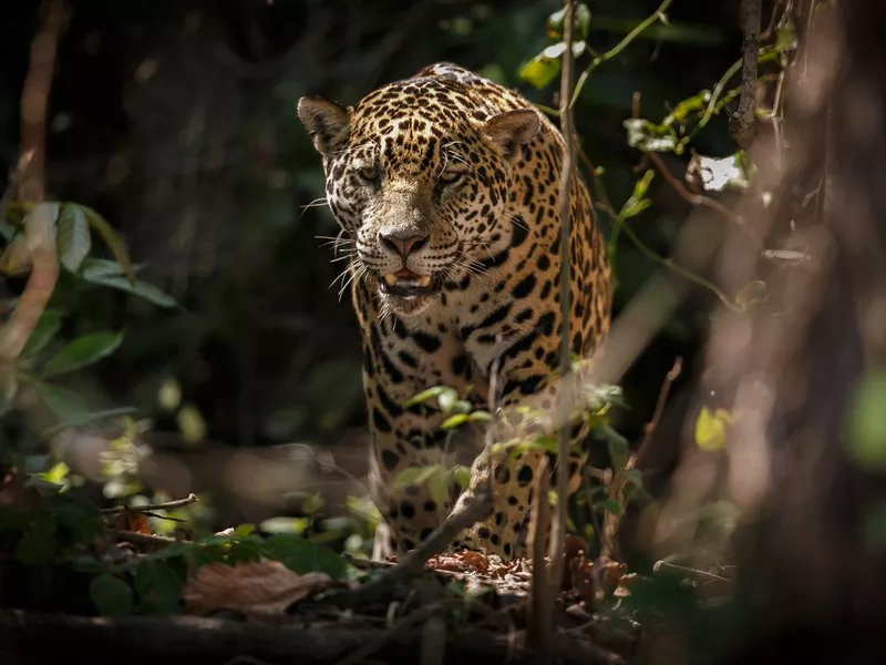 Amazonian Jaguar