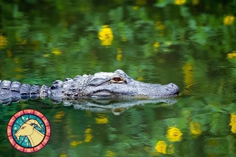 Alligator