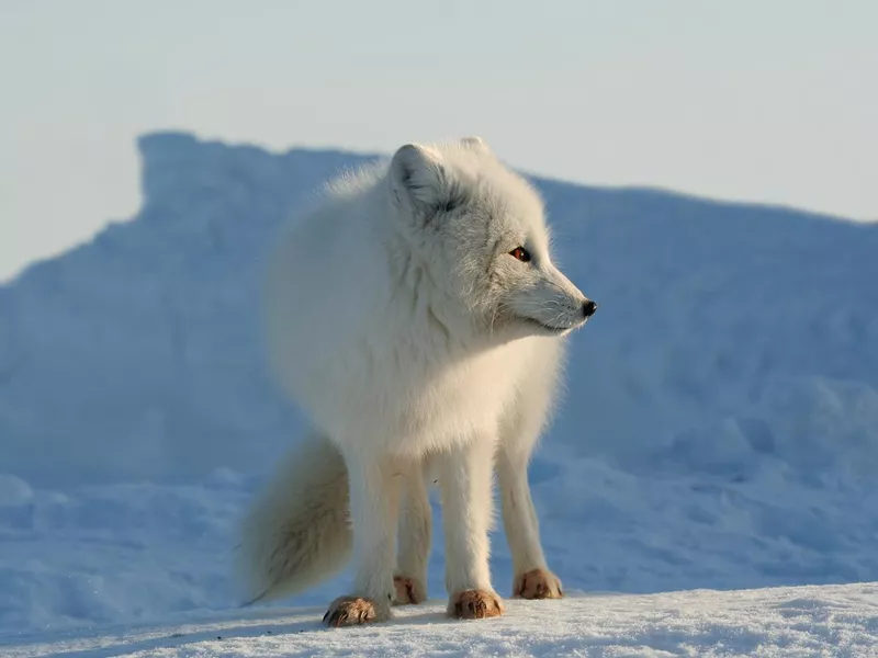 Arctic fox