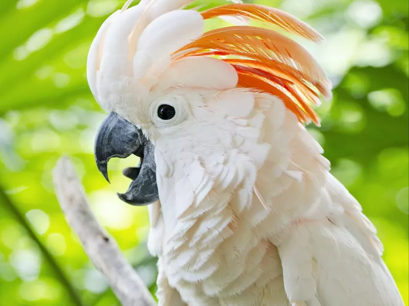 Salmon crested cockatoo, Cacatua moluccensis