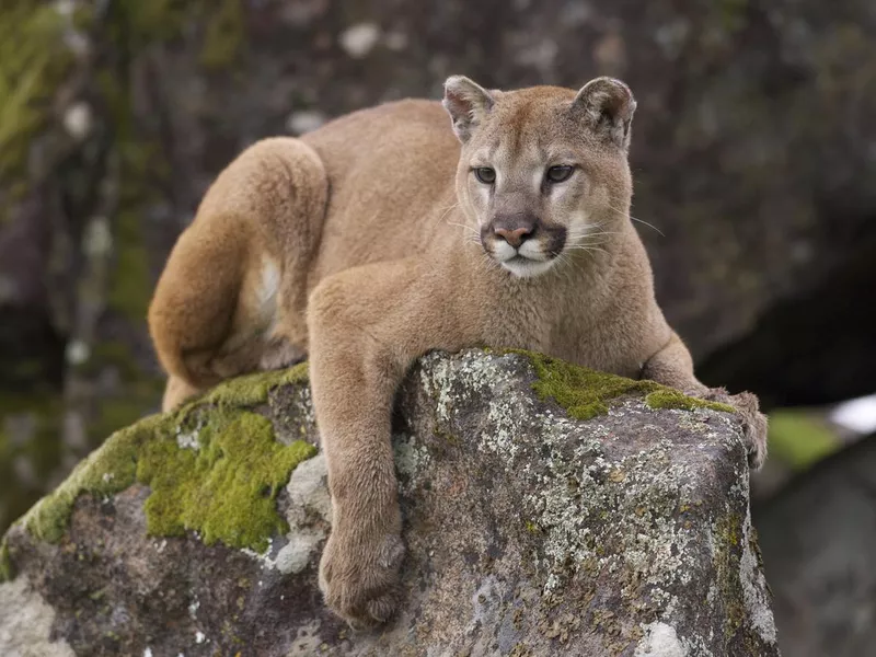 Mountain lion