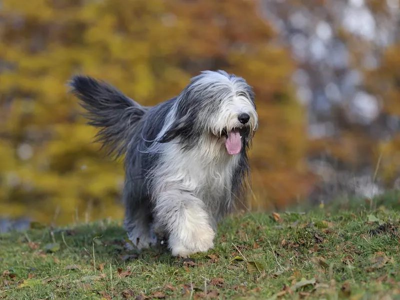 Old English Sheepdog