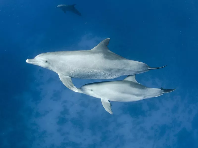 Dolphins swimming