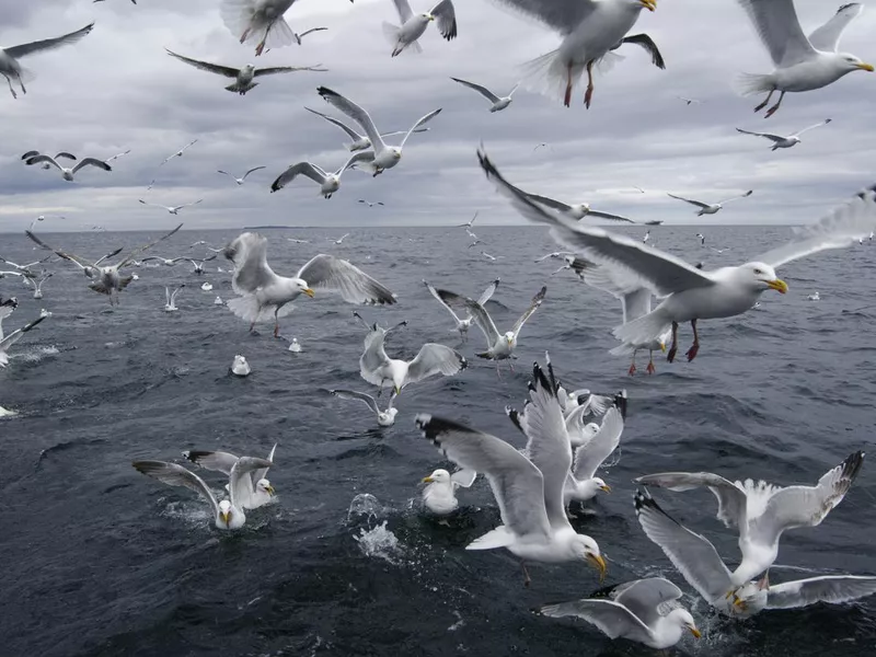 Flock of seagull