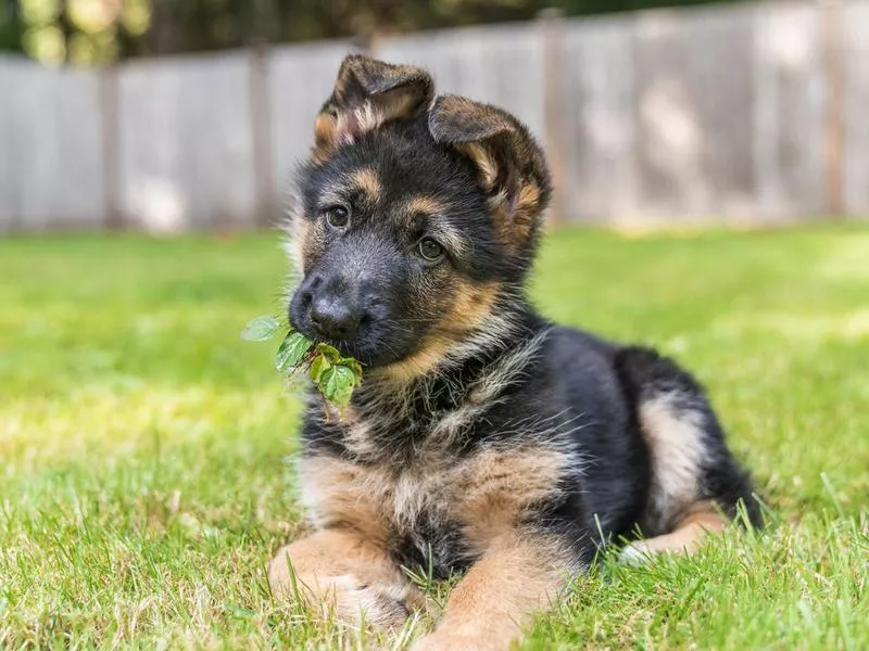 German shepherd puppy