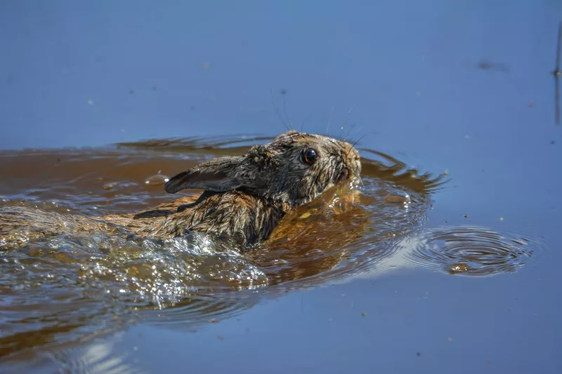 Wild rabbit swimming