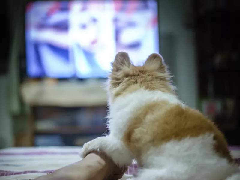 Pomeranian dog watching TV