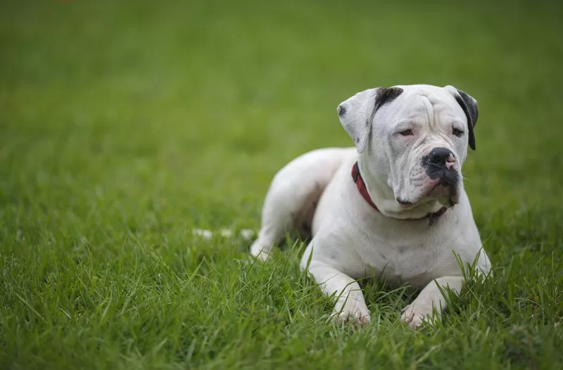 American bulldog