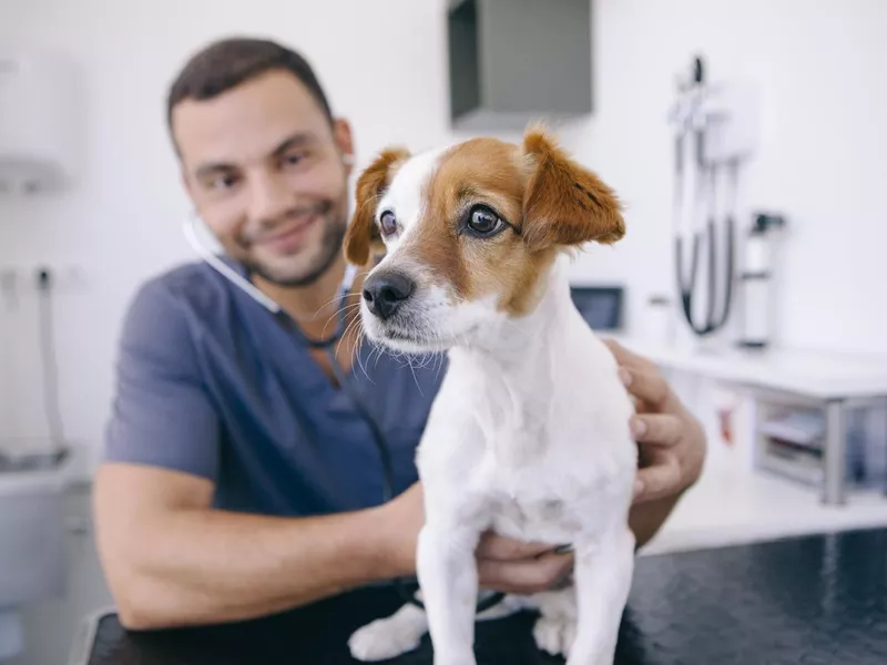Puppy at Vet office
