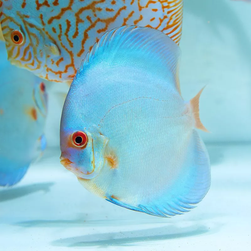 Blue Diamond Discus