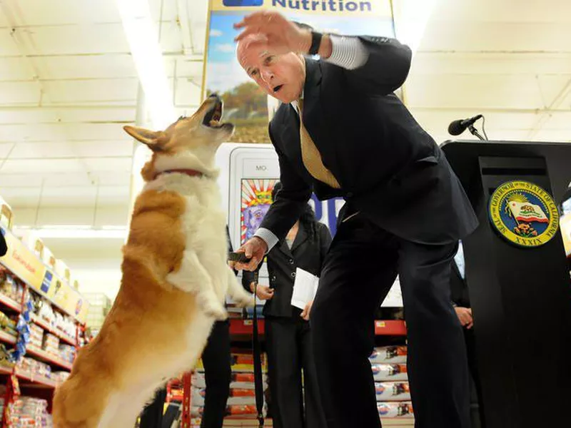 Sutter Brown the Corgi