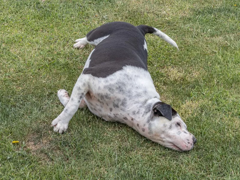 Dog rubbing face on grass