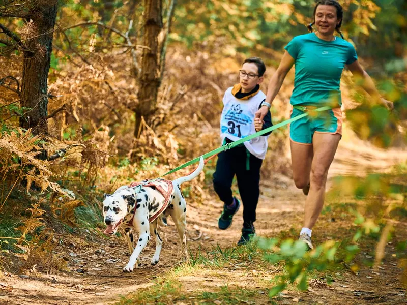 Canicross Dalmation
