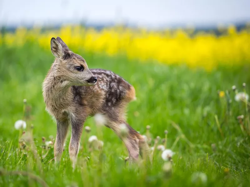 Young wild roe deer in grass, Capreolus capreolus. New born roe deer, wild spring nature.