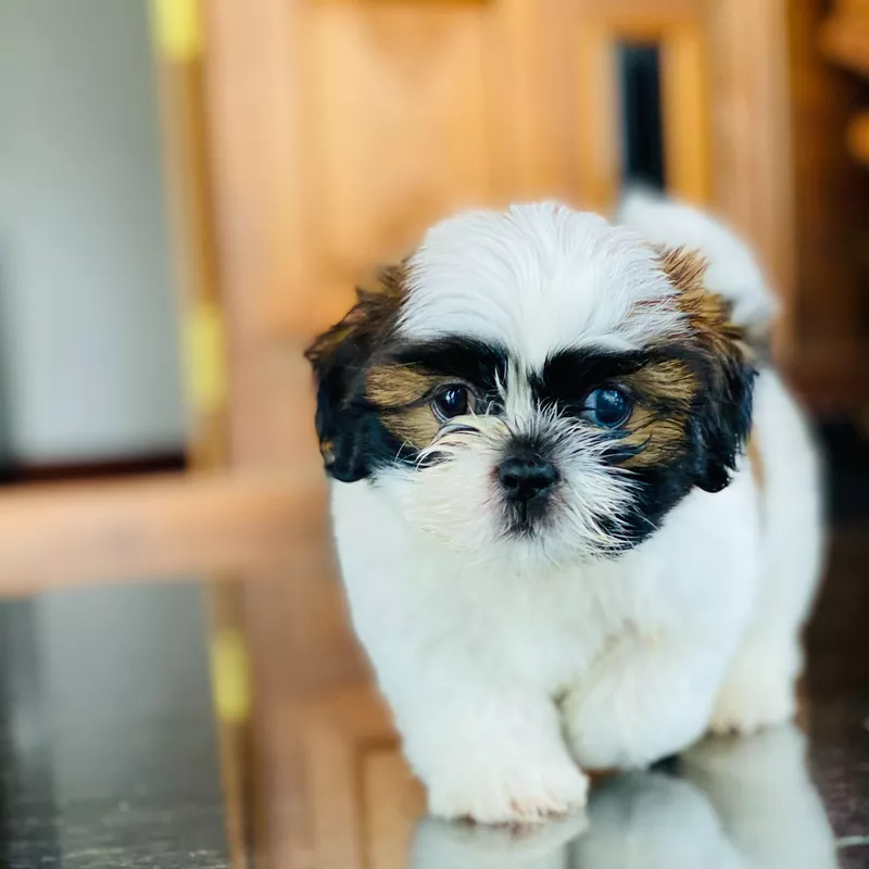 Small Fuzzy Shih Tzu