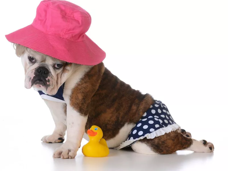 Dog in a bathing suit