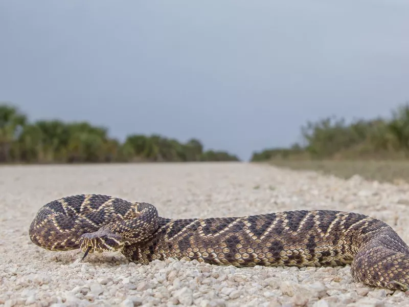 Eastern Diamondback Rattlesnake