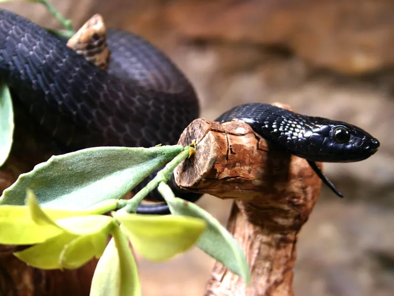 Black Mamba