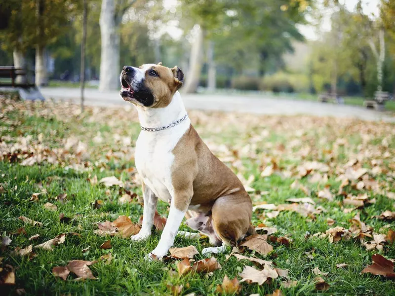 American Staffordshire Terrier sitting outdoors