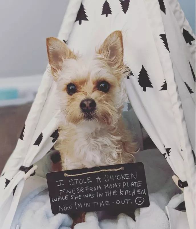 Small dog ate chicken fingers