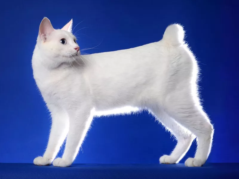 Japanese Bobtail cat