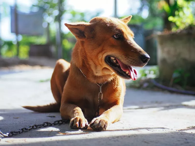cute skinny brown dog
