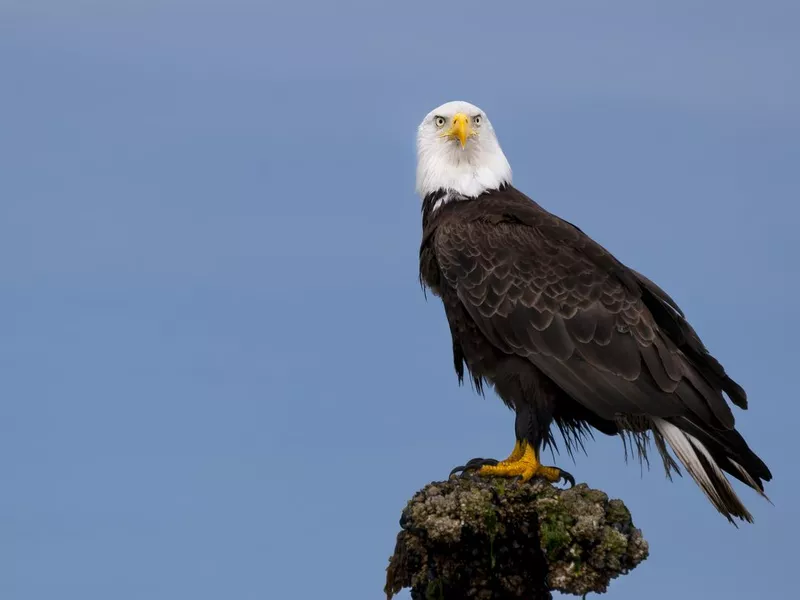 Bald eagle