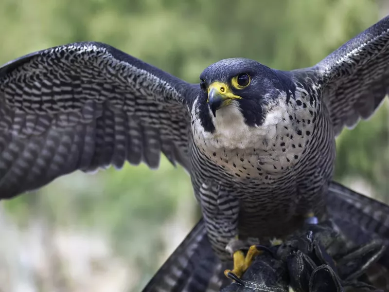Peregrine falcon
