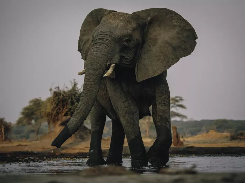 Big elephant at the waterhole, Senyati Safari Camp, Botswana