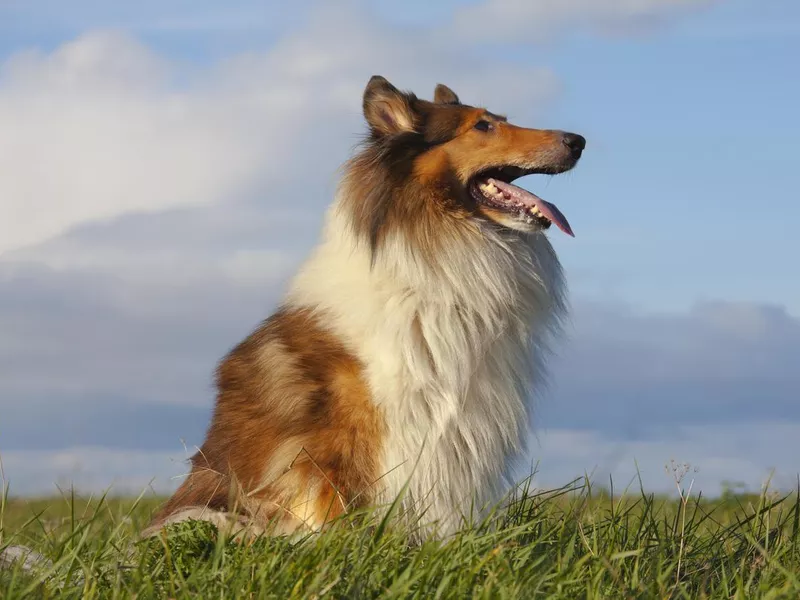 Rough collie