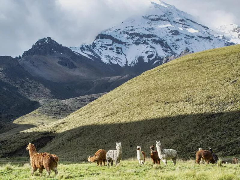 Alpacas in front of Chimborazo volcano, Andes, Ecuador