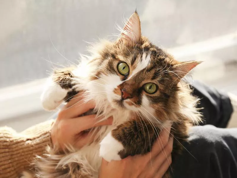 Portrait of beautiful and fluffy tri colored tabby cat at home, natural light.