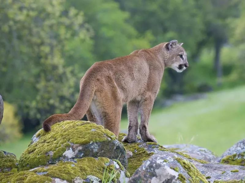 mountain lion