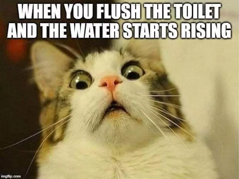 Cat looking worried