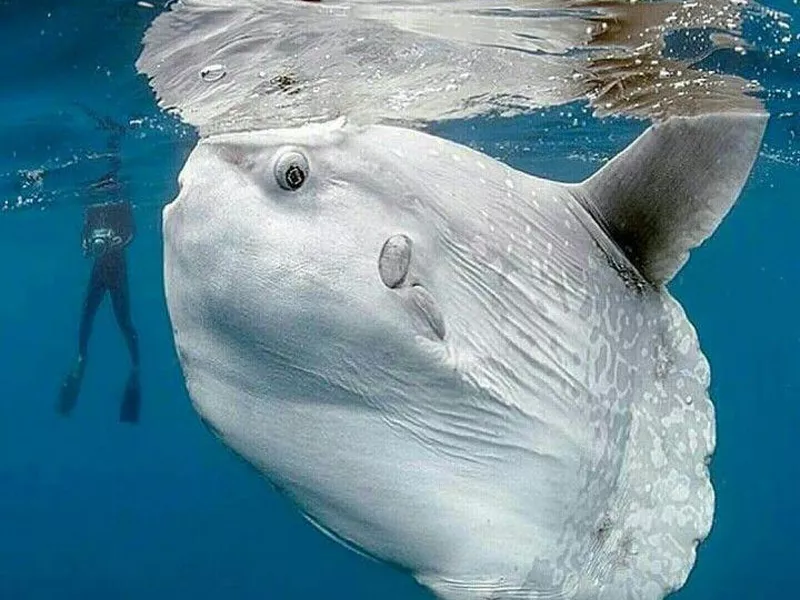 Mola Mola
