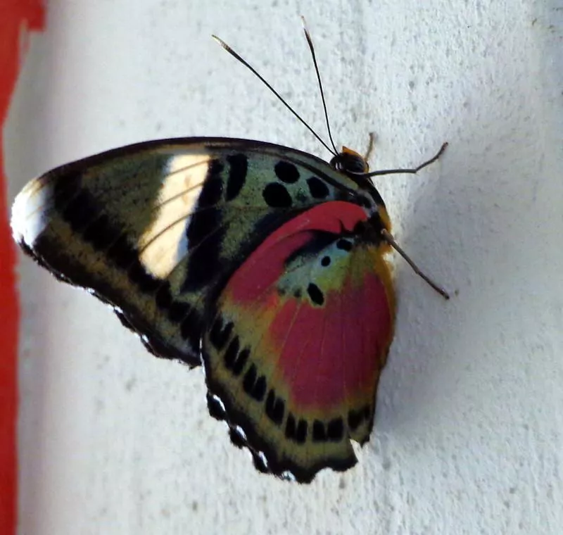 Common Pink Forester