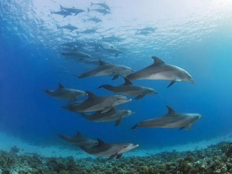 A large group of dolphins in the Red Sea