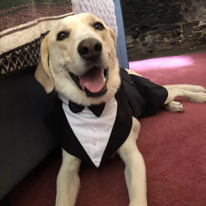 Kuoser Dog Tuxedo