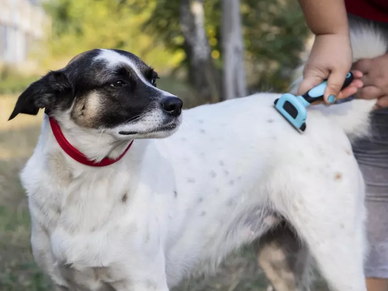 Dog getting hair combed