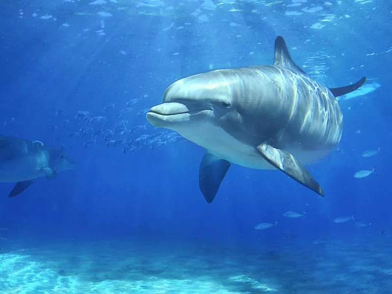 Dolphin swimming in water