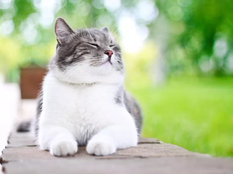 Cat Day