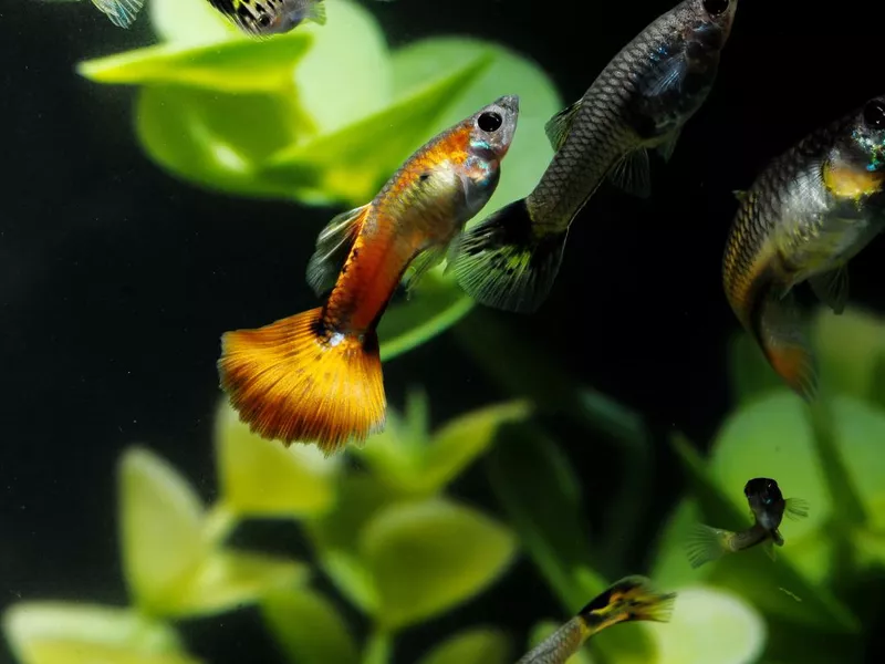 Guppy