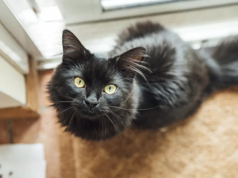 Cute Cat staring up