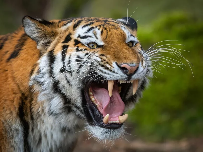 Siberian tiger