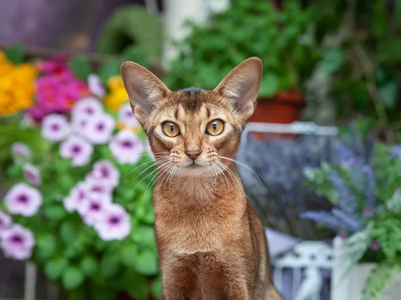 Abyssinian
